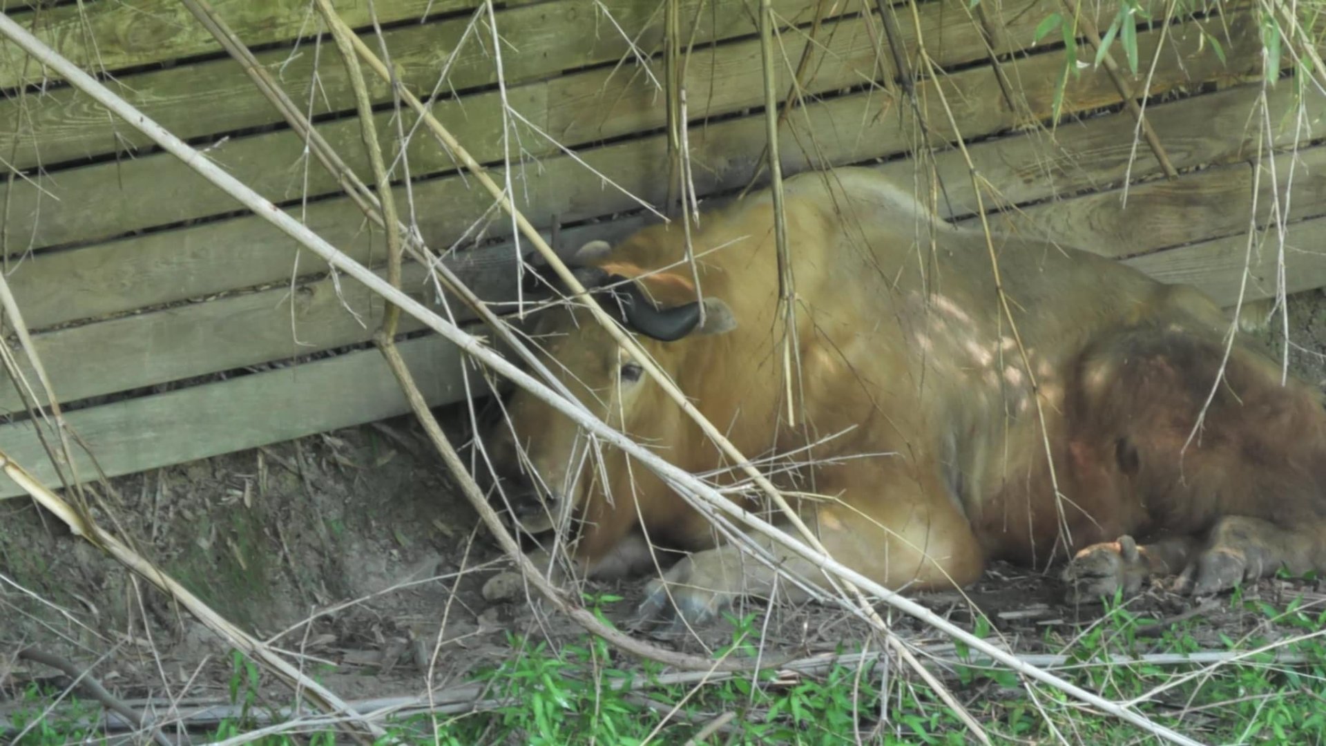 Takin hiding in the bushes