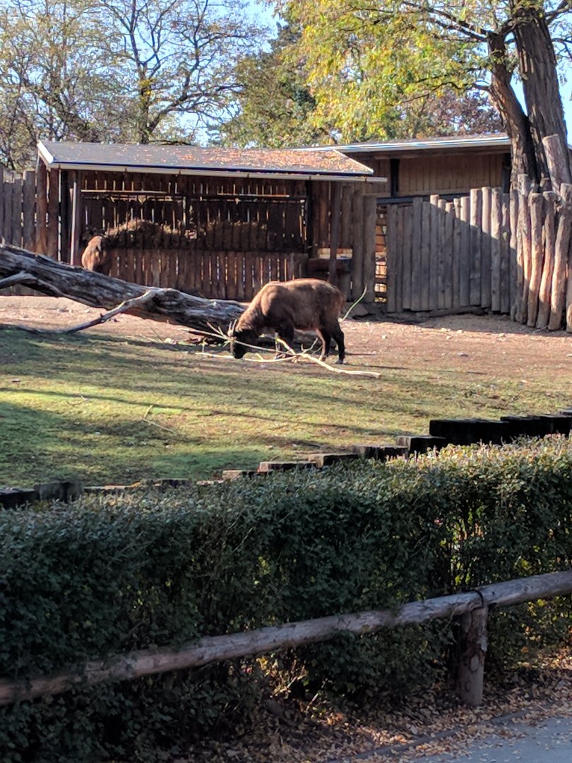Takin ID Zoo Praha 2018