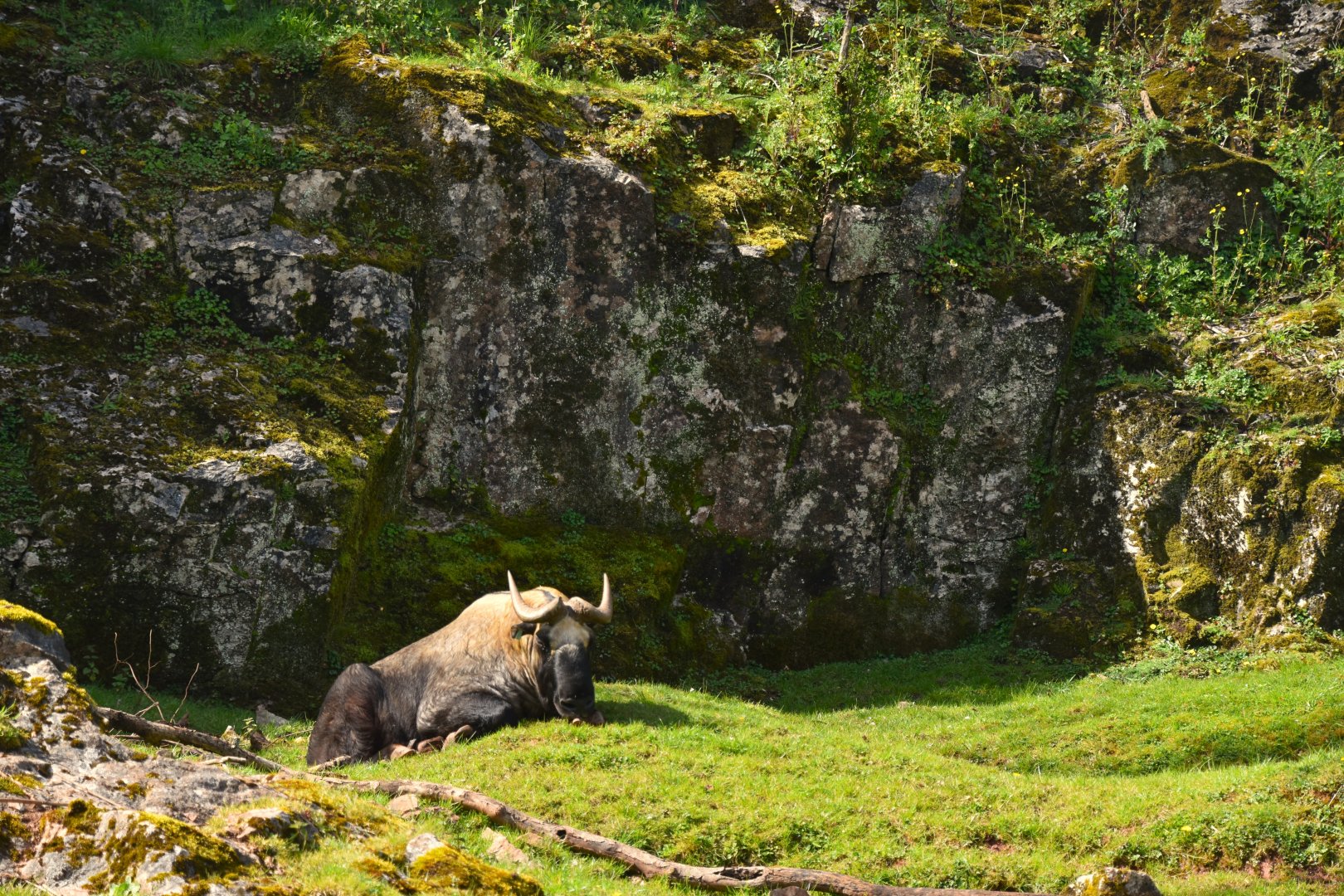 Takin in his quarry, Budorcas taxicolor