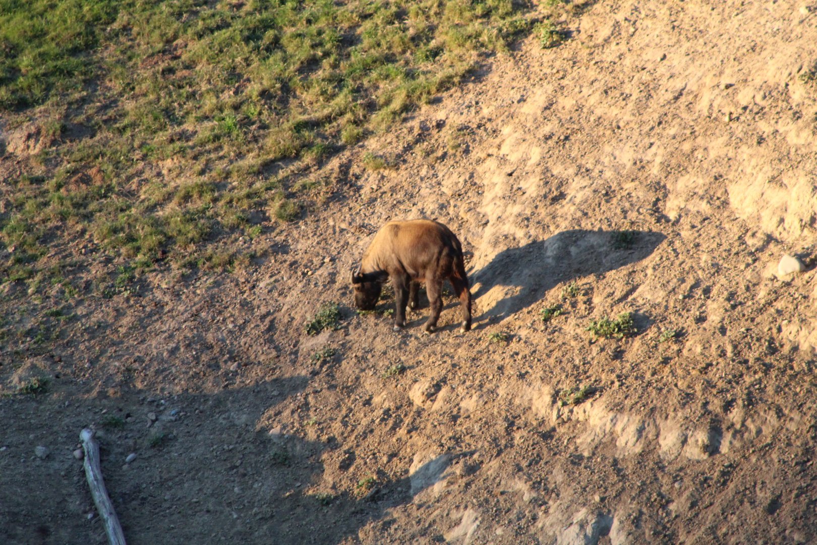 Takin in Off-exhibit Yard