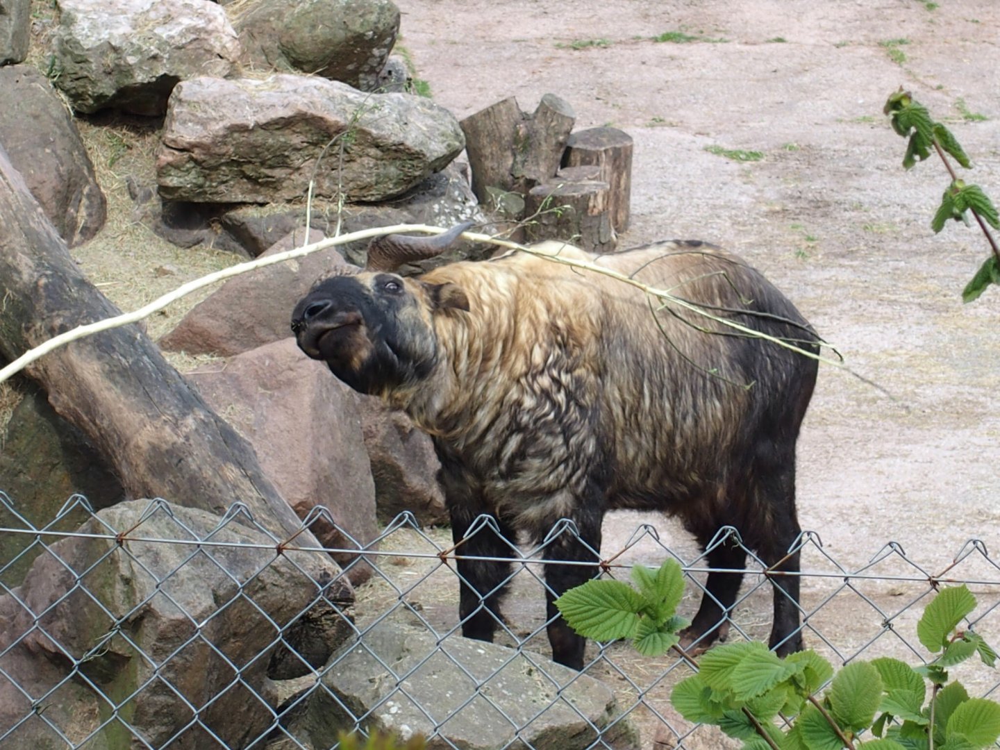 Takin kept in old enclosure, 2017
