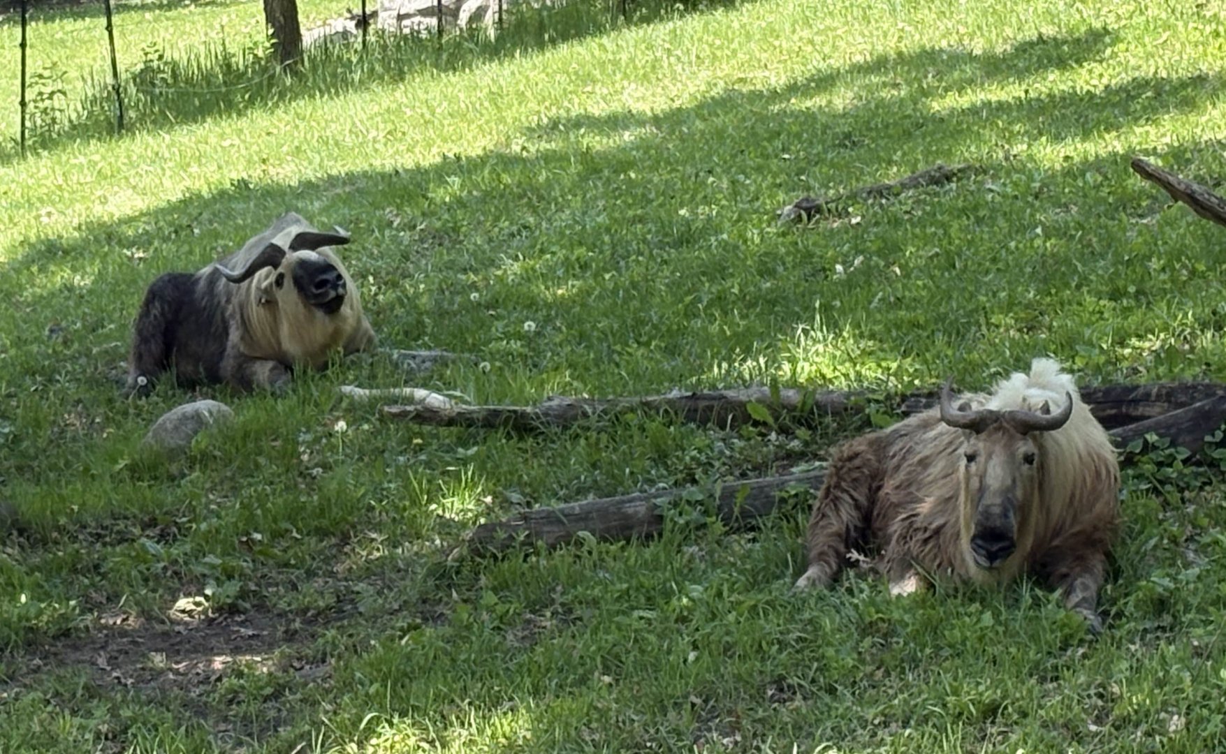 Takin - Minnesota Zoo, 5/26/2025