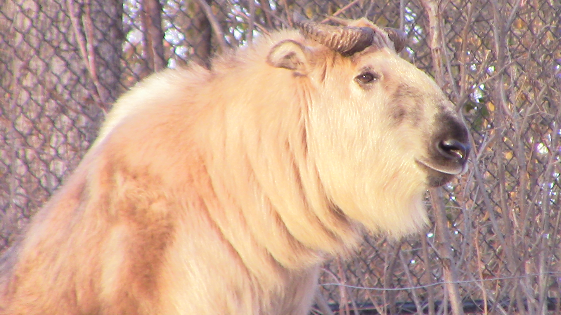 Takin-Minnesota zoo-Nov 13