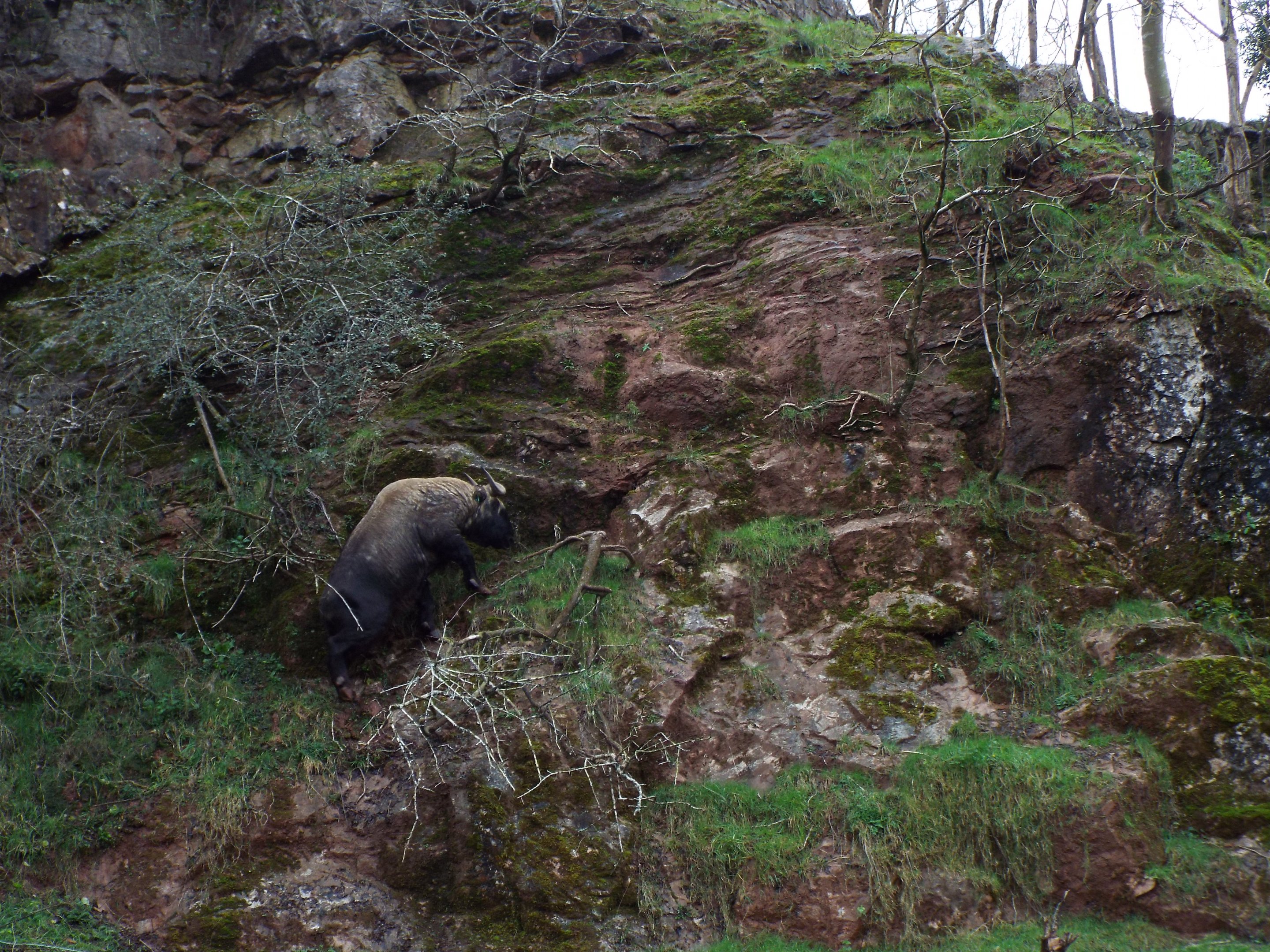 Takin on the cliff face