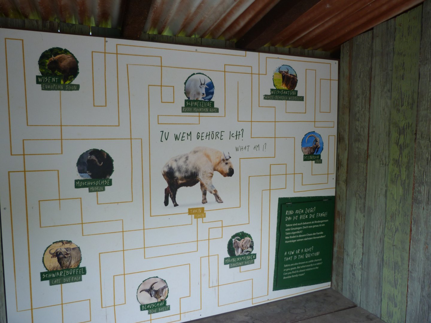 Takin taxonomy sign -Tierpark Berlin (2024)