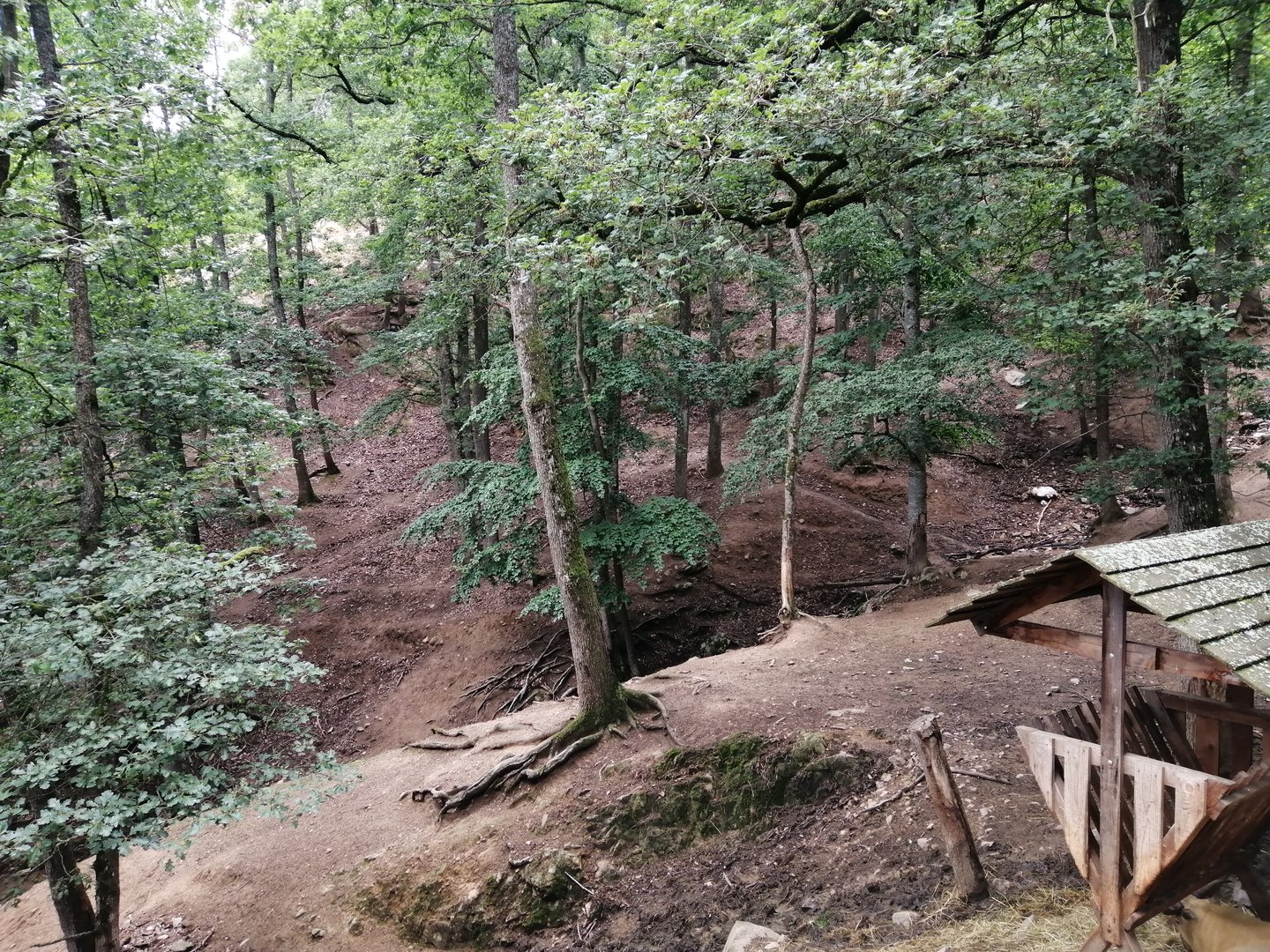 Takin valley with 3 subspecies