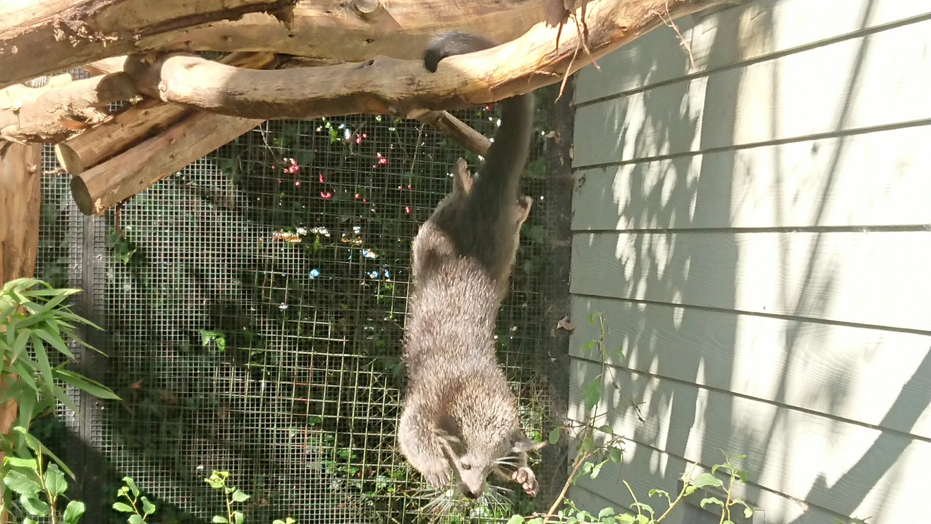 Taking a dive 21/6/19