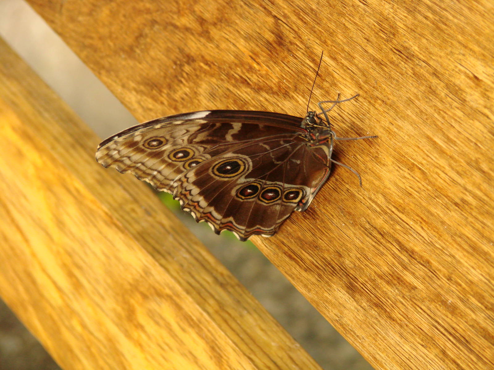 Taking a seat - Wings of Paradise