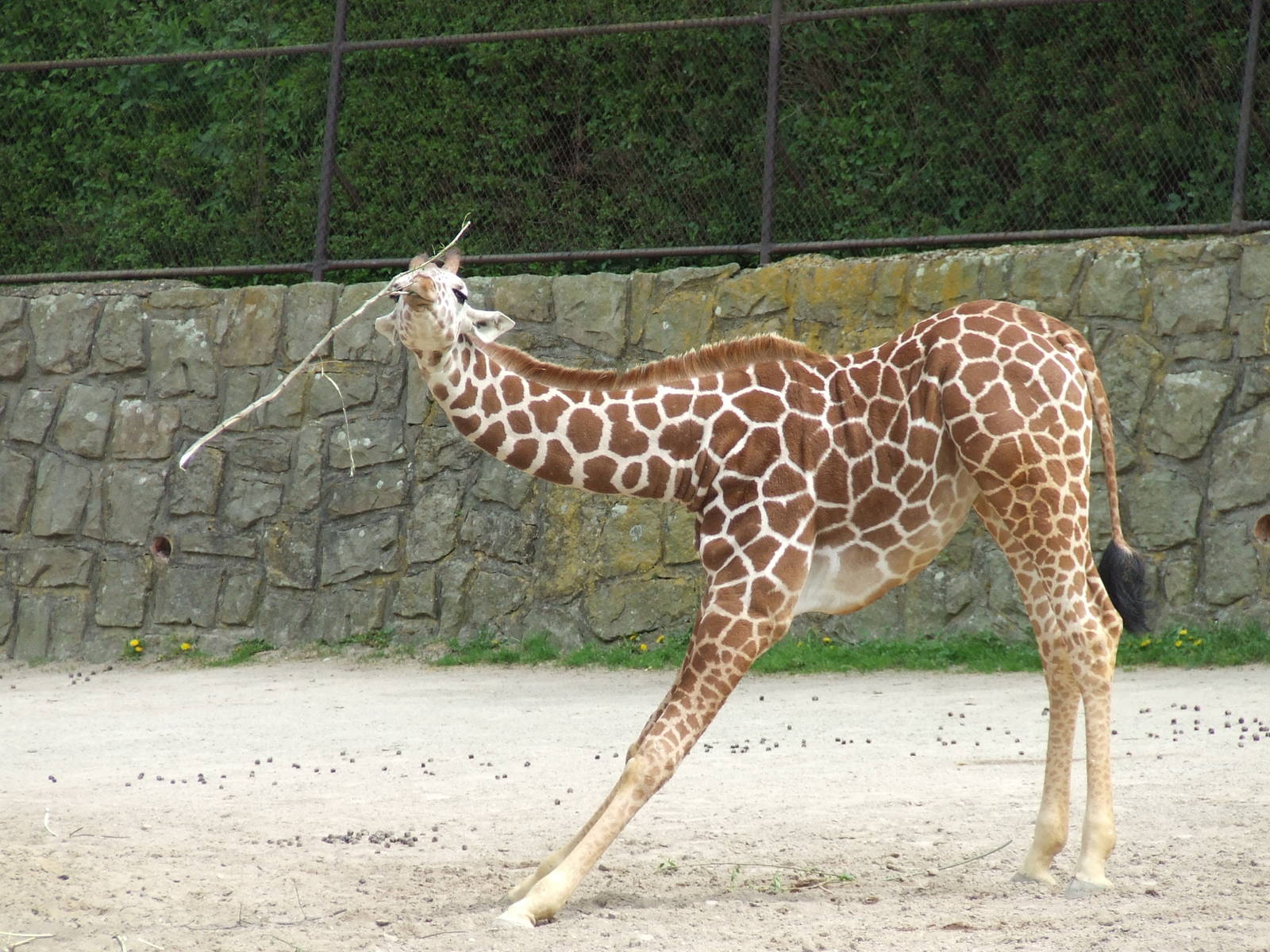 Taking exercises in order to eating