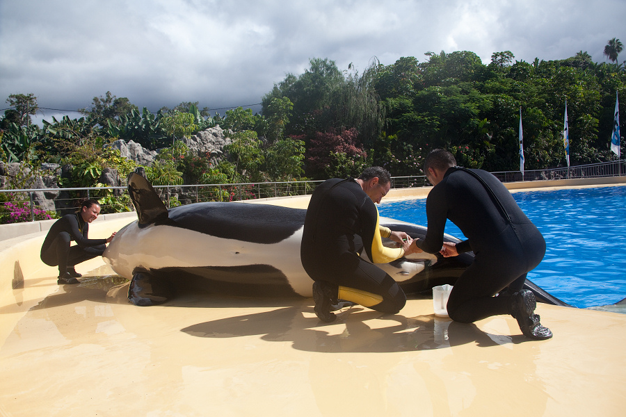 Taking milk from Kohana