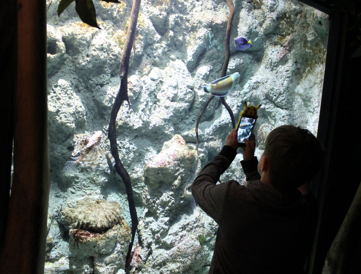 Taking photos of fish