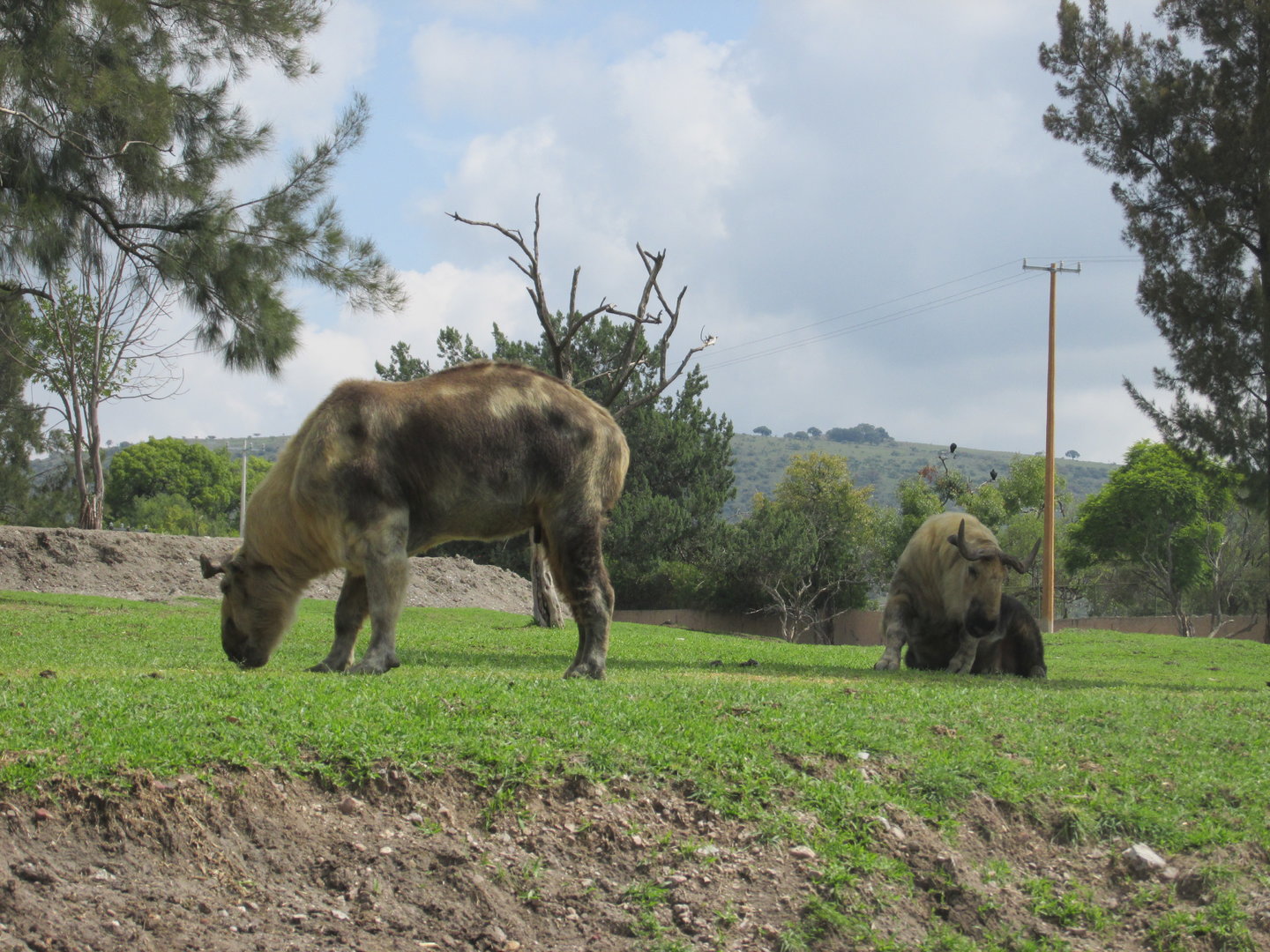 takins at africam safari