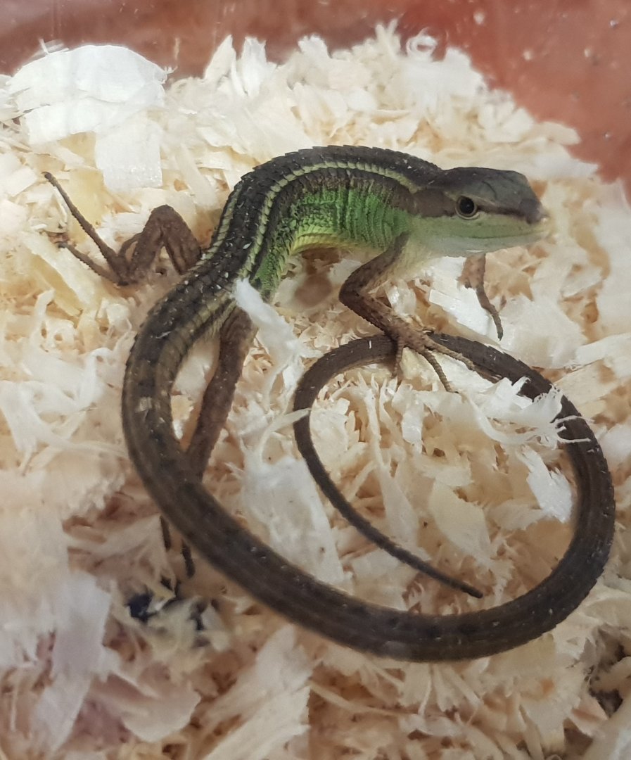 Takydromus septentrionalis