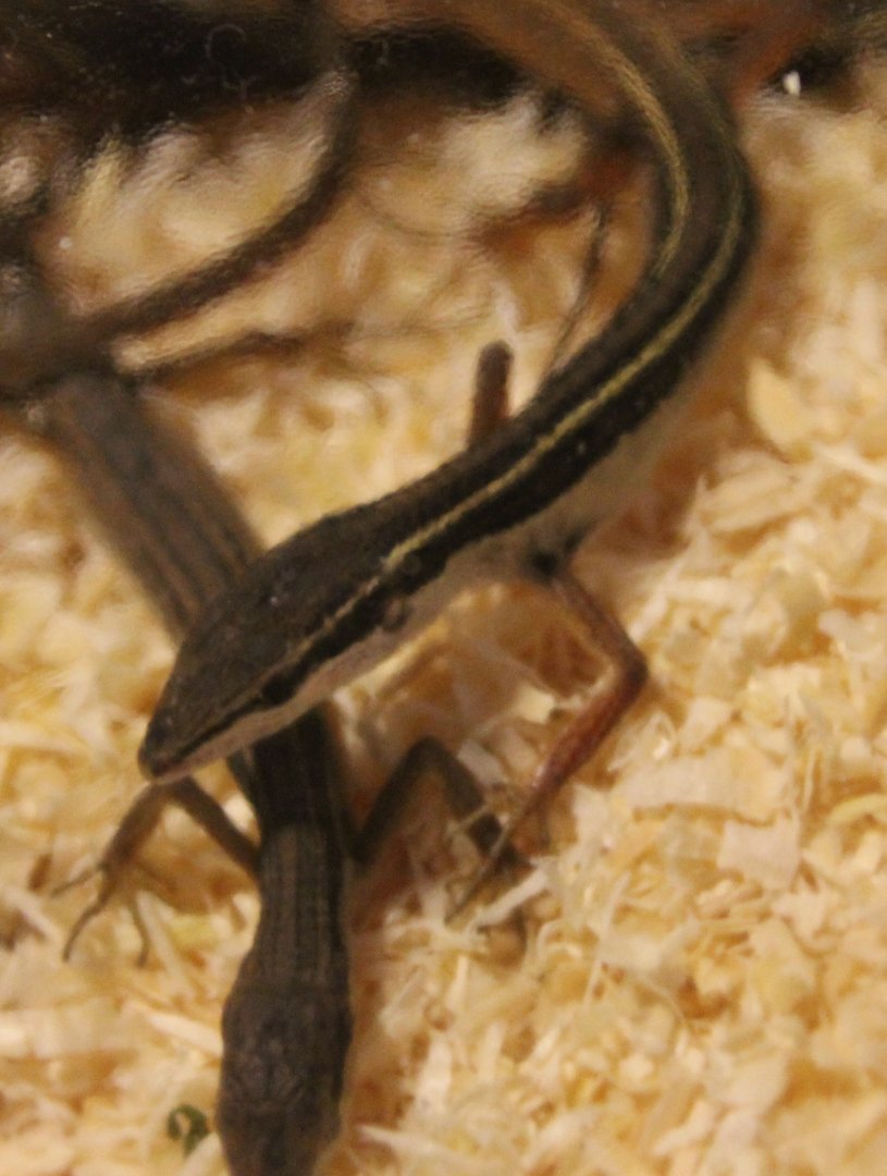 Takydromus sexilineatus