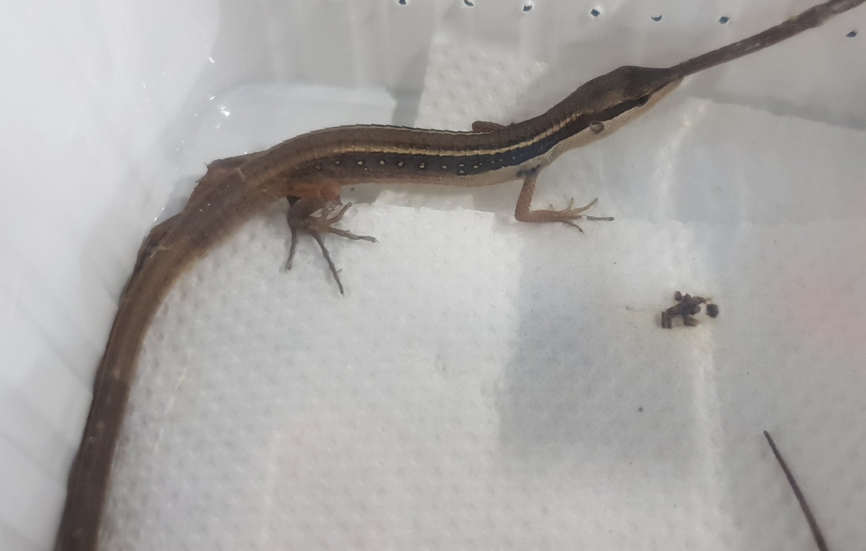 Takydromus sexilineatus