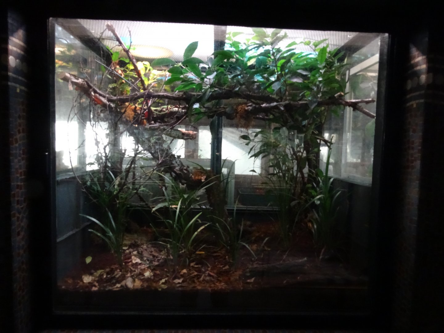 Takydromus sexlineatus exhibit