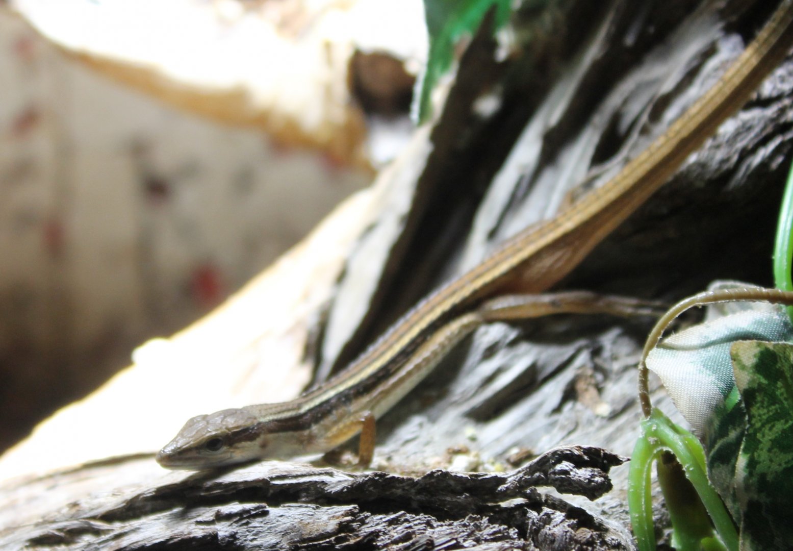 Takydromus sexlineatus