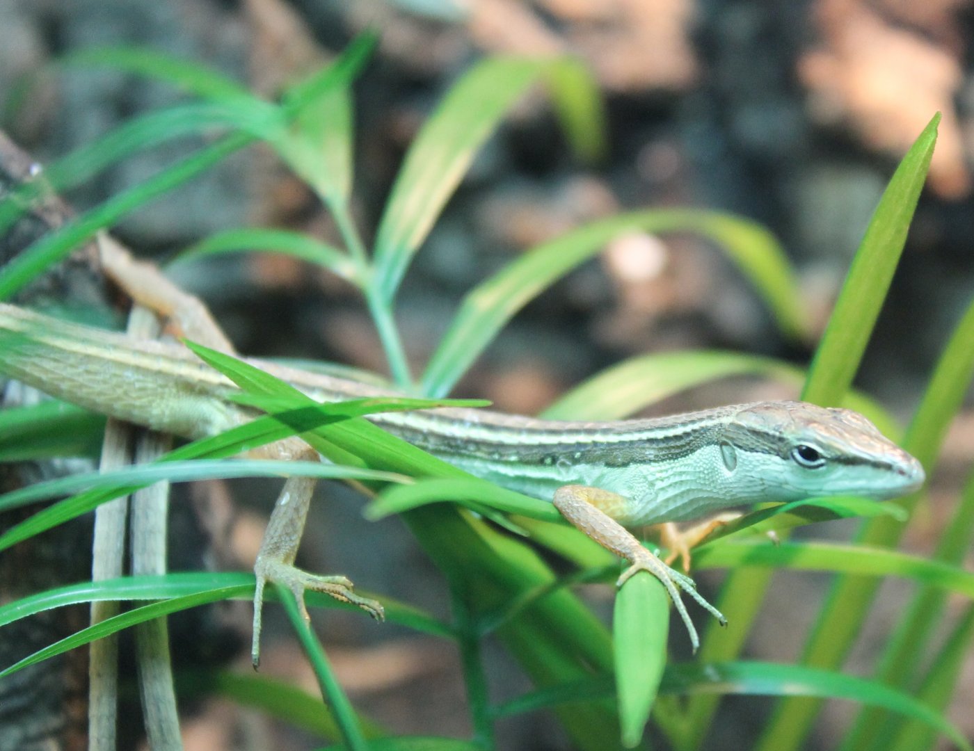 Takydromus sexlineatus