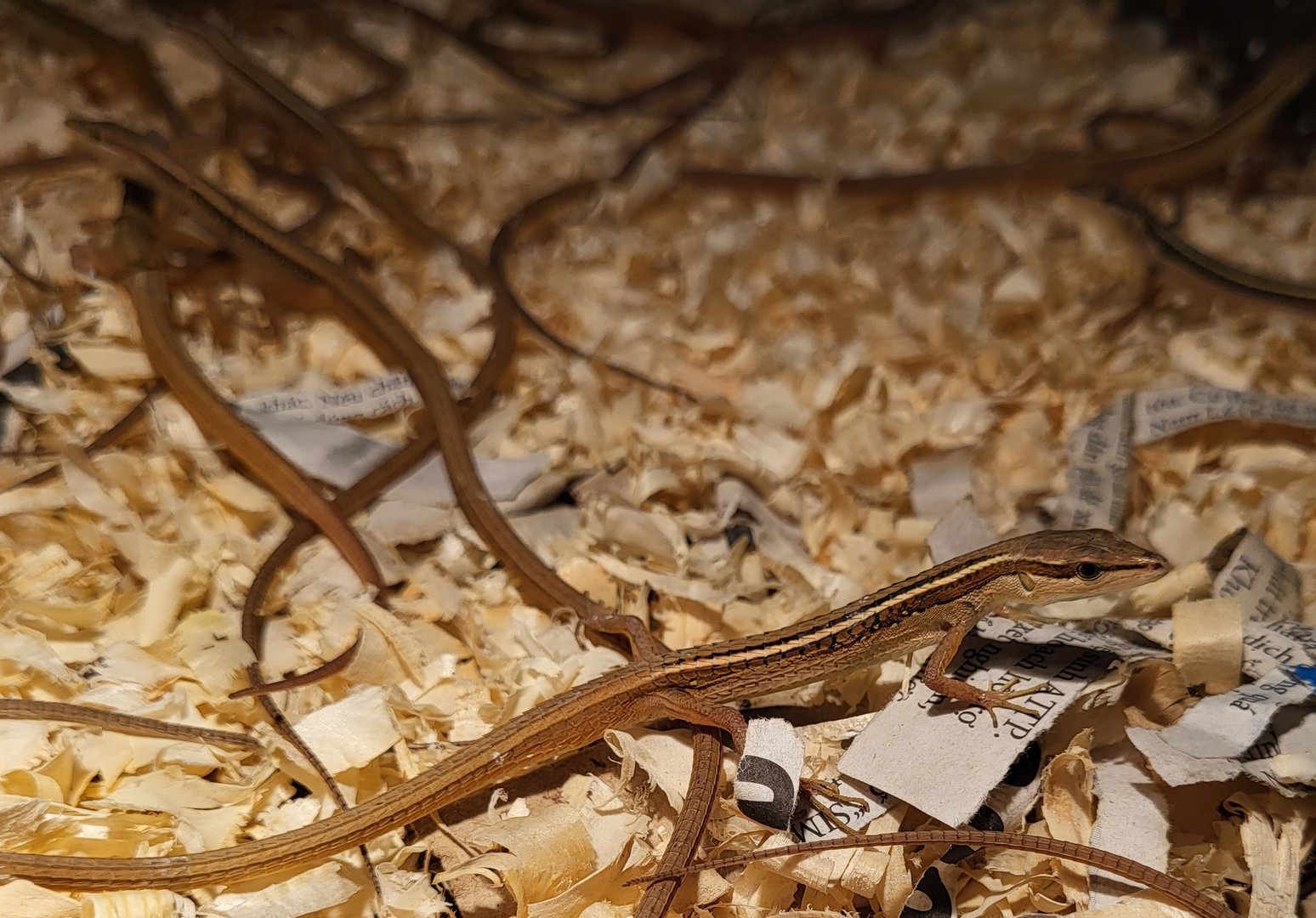 Takydromus sexlineatus