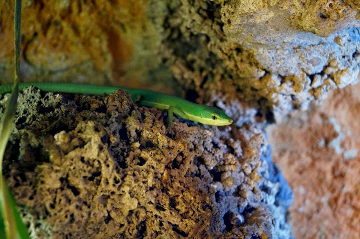 Takydromus smaragdinus