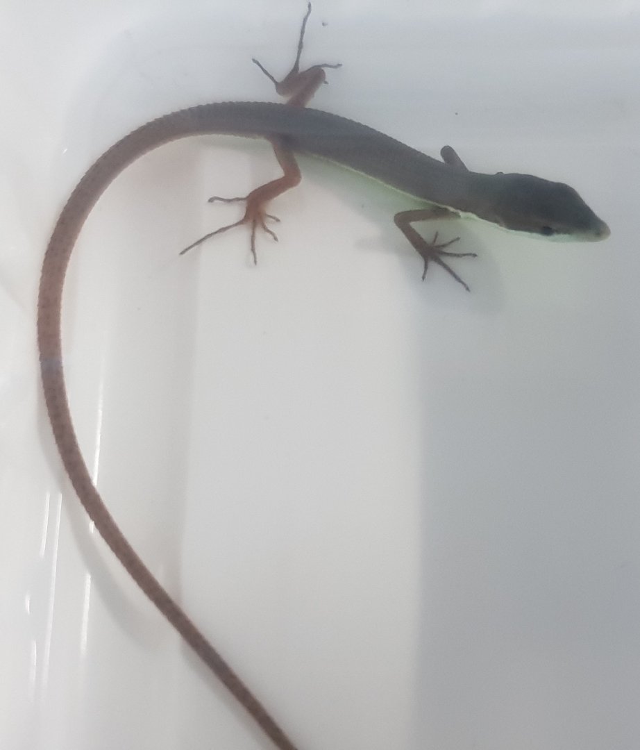 Takydromus smaragdinus