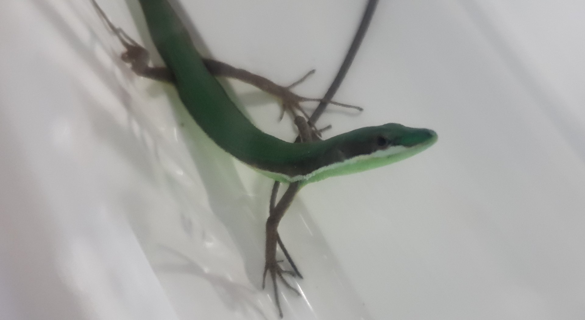 Takydromus smaragdinus