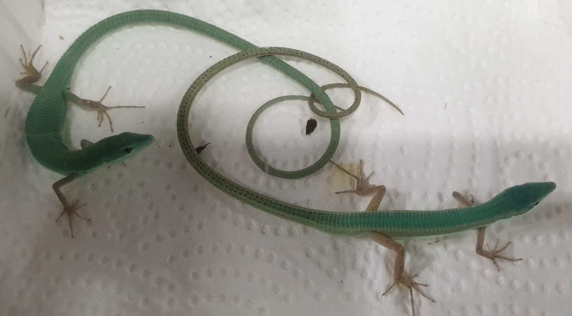 Takydromus smaragdinus