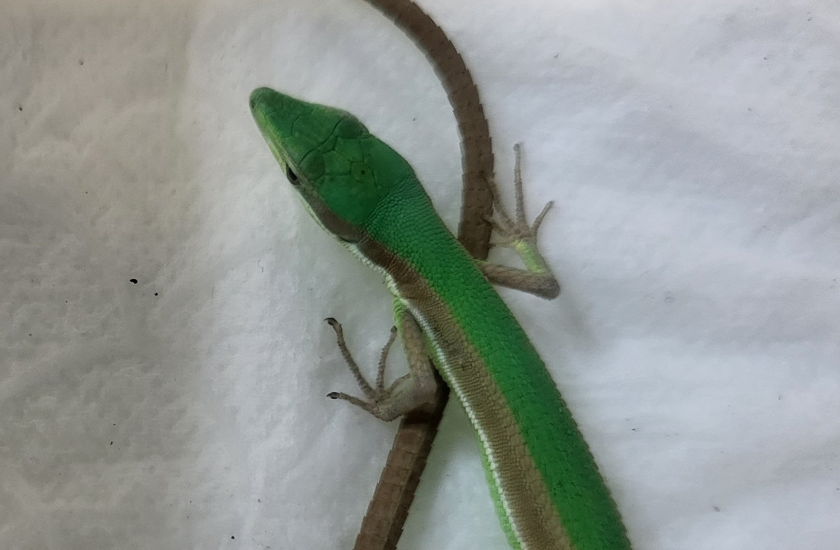 Takydromus smaragdinus