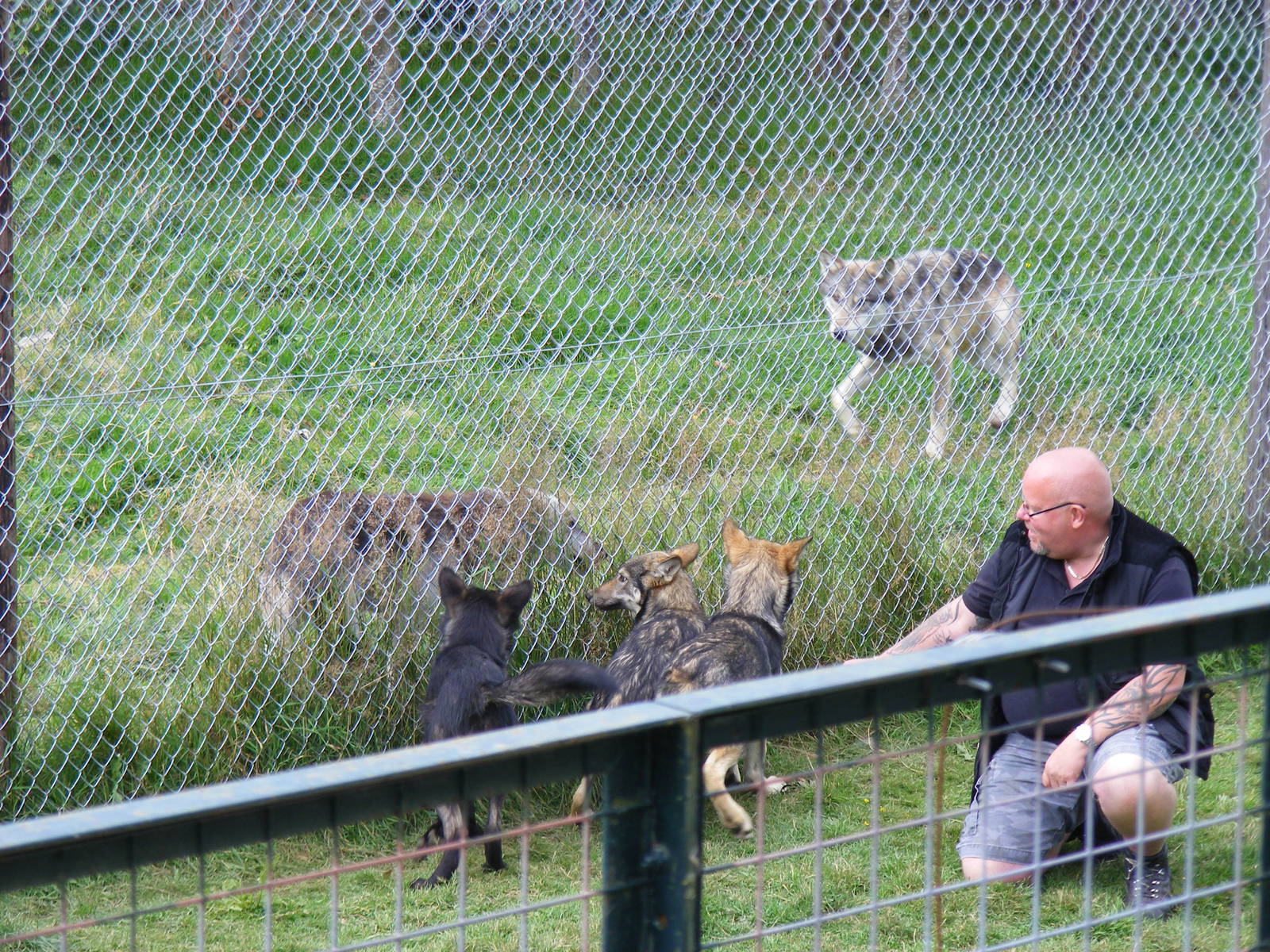 Tala, Tundra and Nuka the wolf cubs at UK Wolf Conservation Trust on 29 Aug