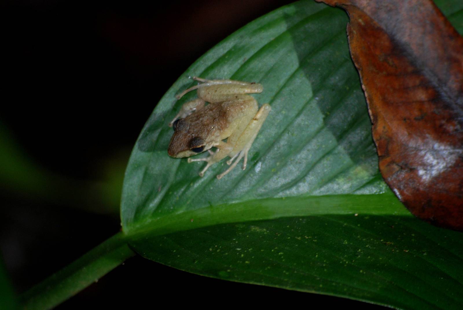 Talamanca Rain Frog in Tortuguero, 15/04/14