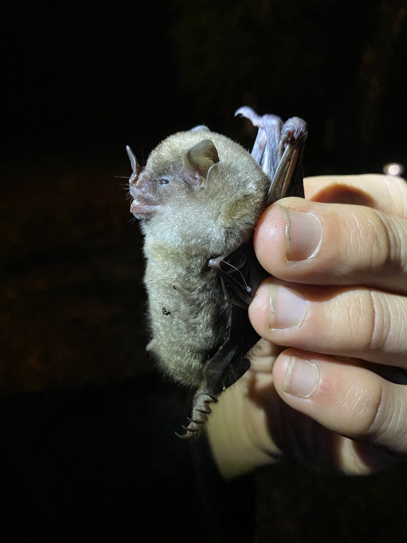 Talamancan Yellow-shouldered Bat (Sturnira mordax)