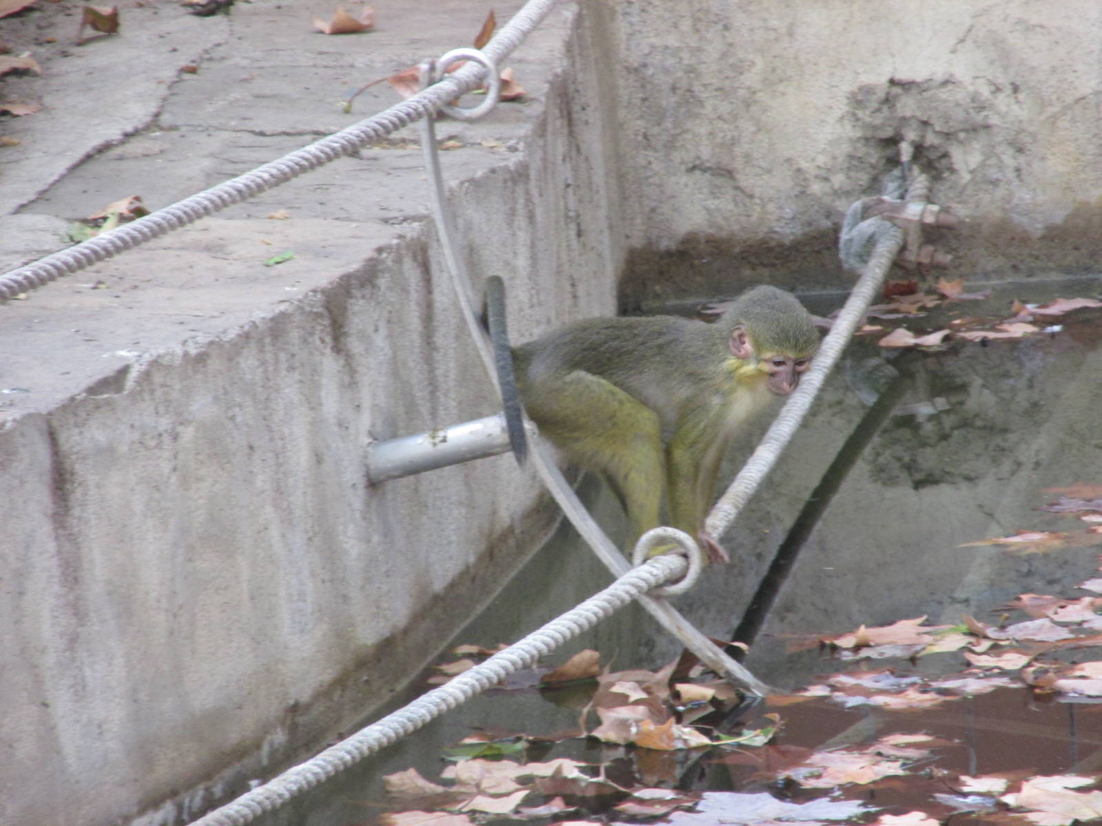 talapoin barcelona zoo