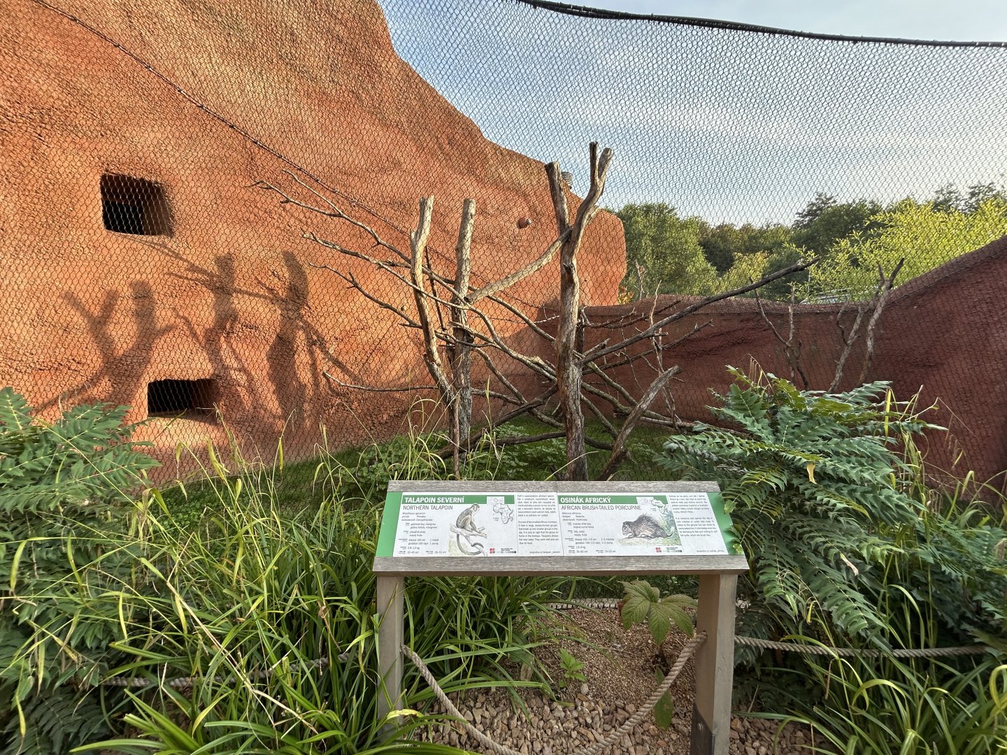 Talapoin & Brush-tailed Porcupine Exhibit - Dja Reserve