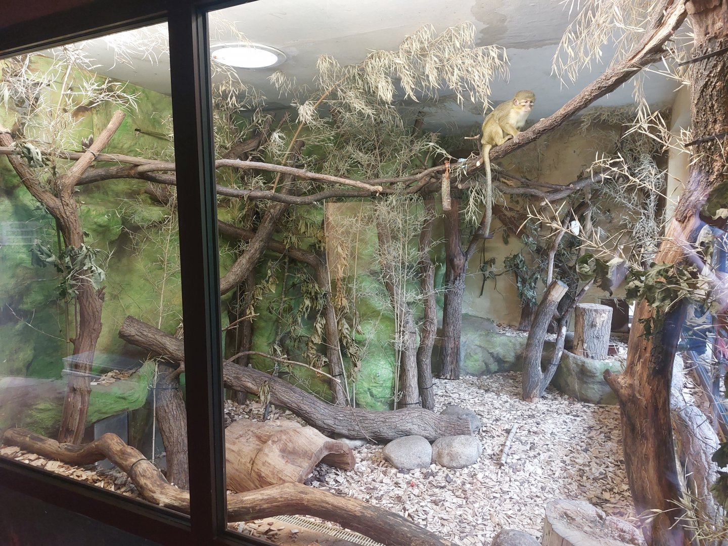 Talapoin & brush-tailed porcupine indoors