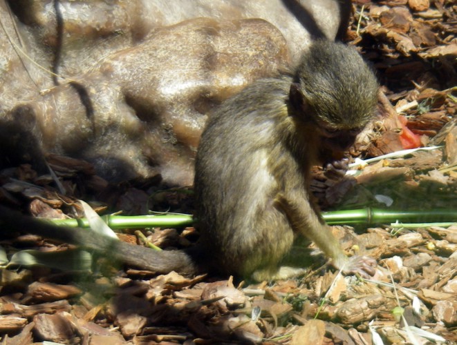 Talapoin (Cercopithecus (Myopithecus) talaoin