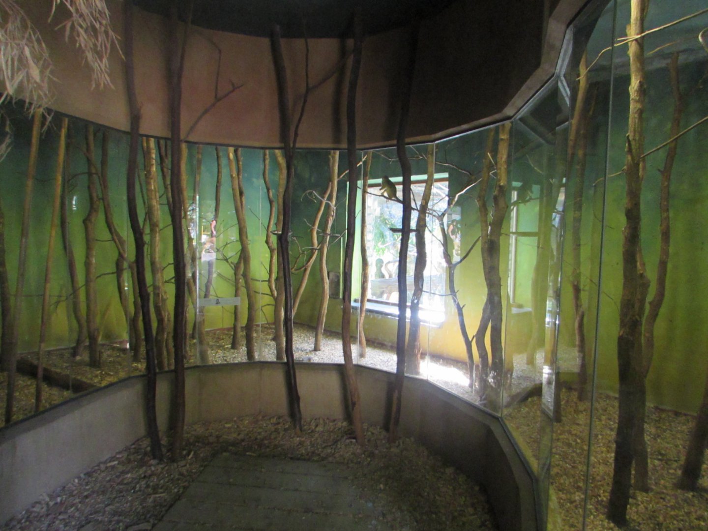 Talapoin enclosure - July/2017