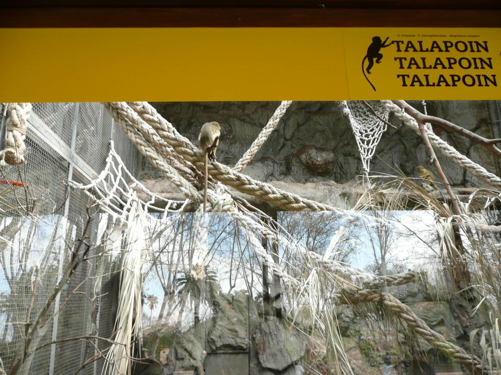 Talapoin enclosure