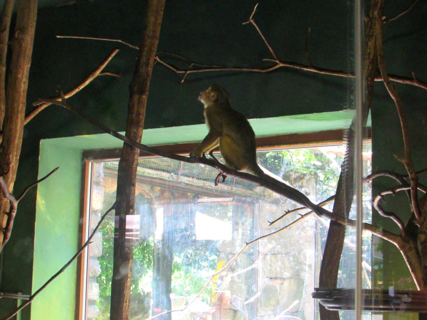 Talapoin - July/2017