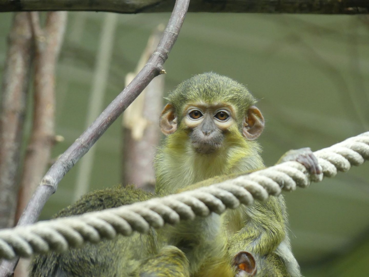 Talapoin Monkey - Zoo København - 26.05.25