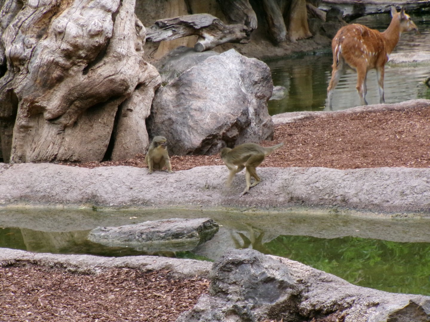 Talapoins and sitatunga