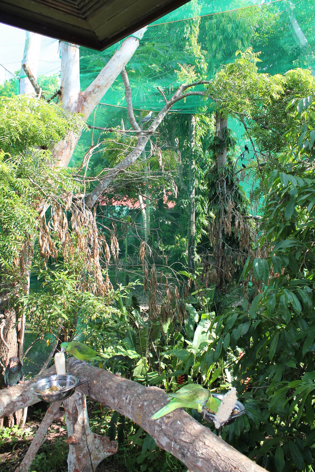 Talarak Rescue center Prerelease rehab aviary, Negros Island