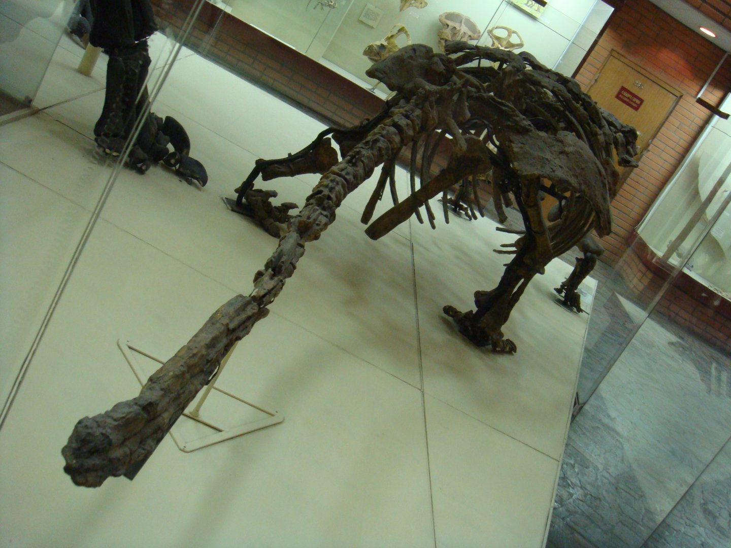 Talarurus plicatospineus