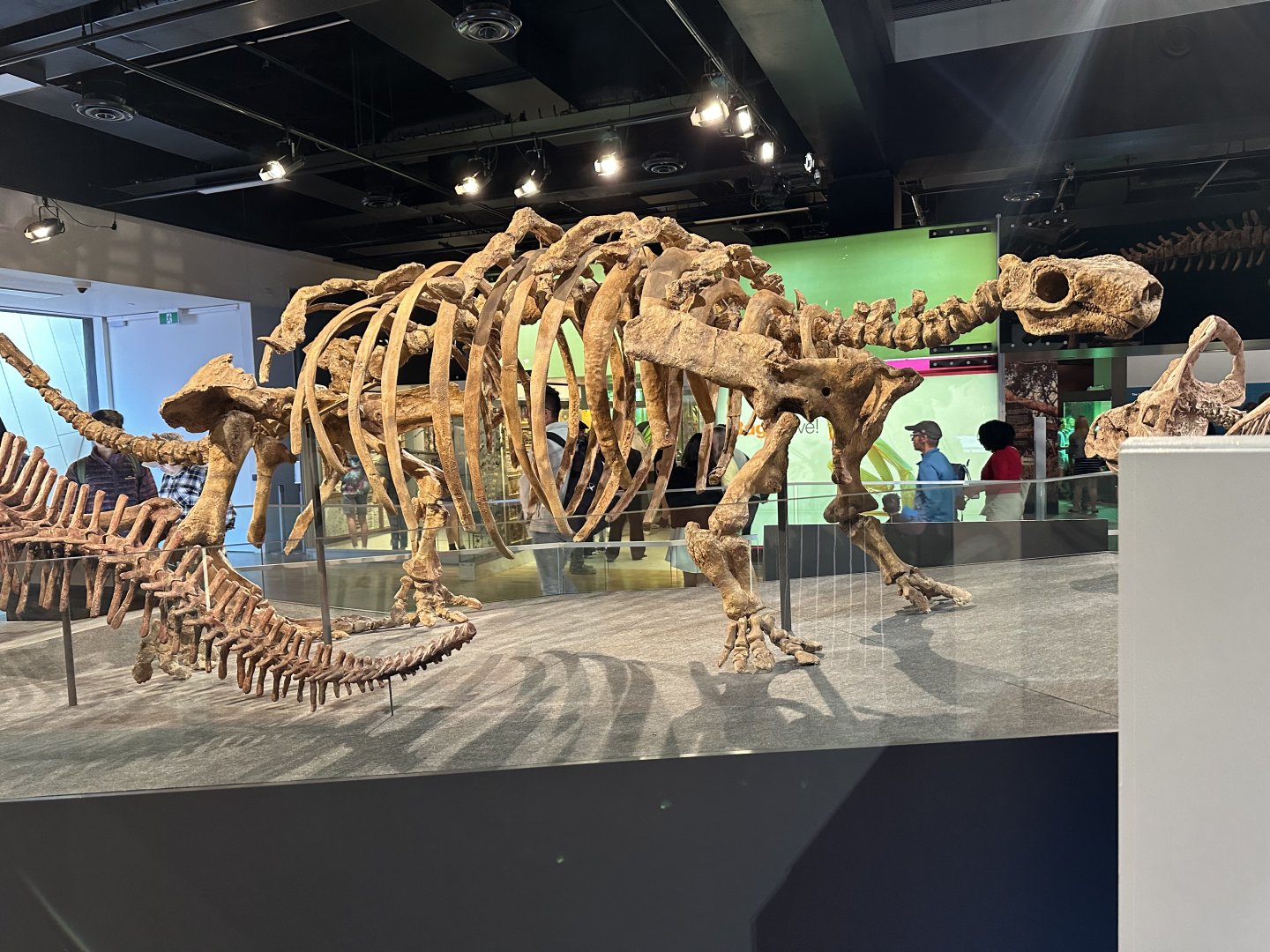 Talarurus plicatospineus