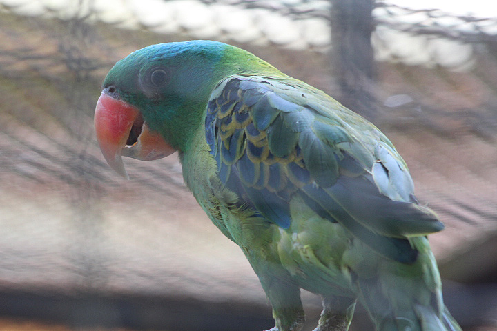 Talaud blue-naped parrot (Tanygnathus lucionensis talautensis)