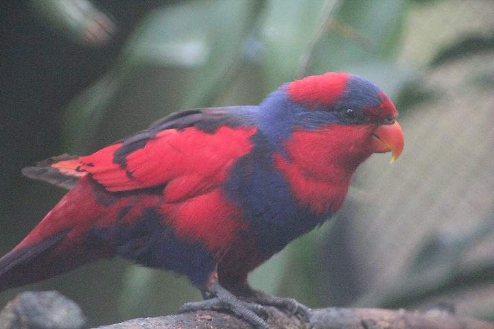 Talaud red-and-blue lory (Eos histrio talautensis)