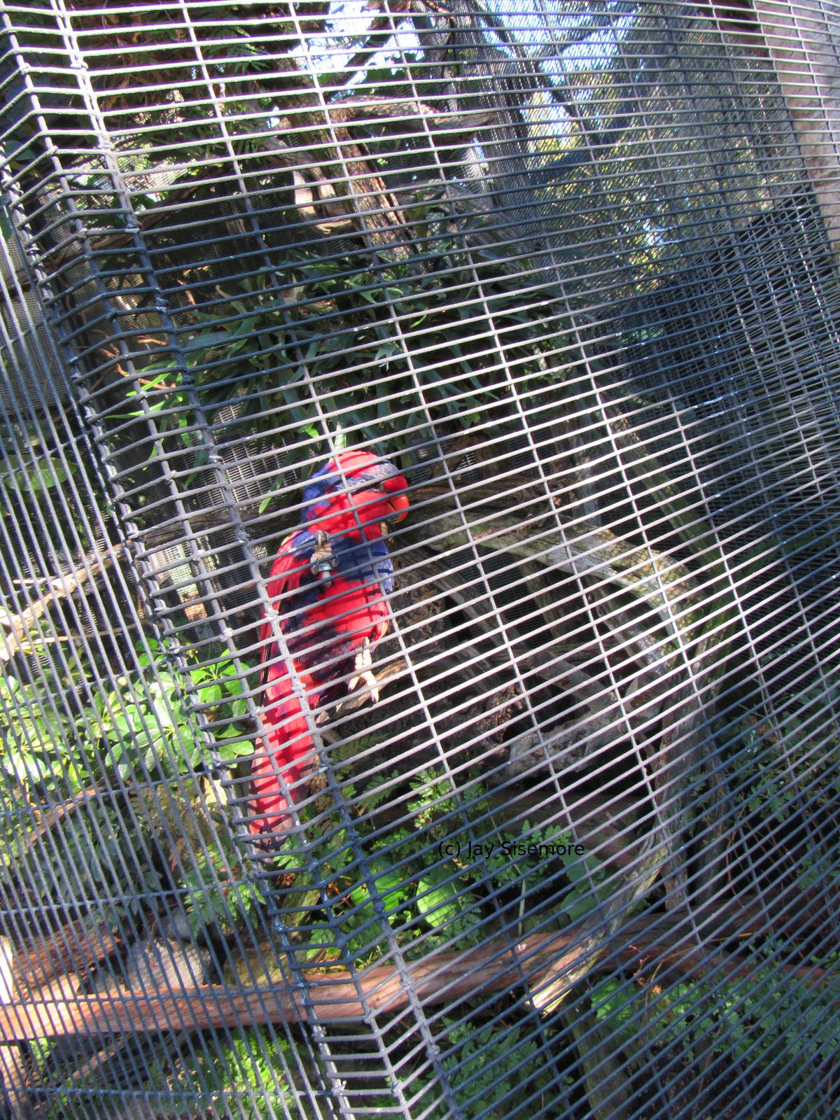 Talaud Red and Blue Lory (only individual/s in USA)