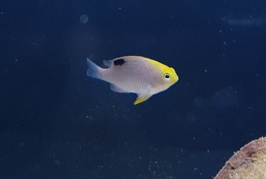 Talbot's damselfish - Chrysiptera talboti