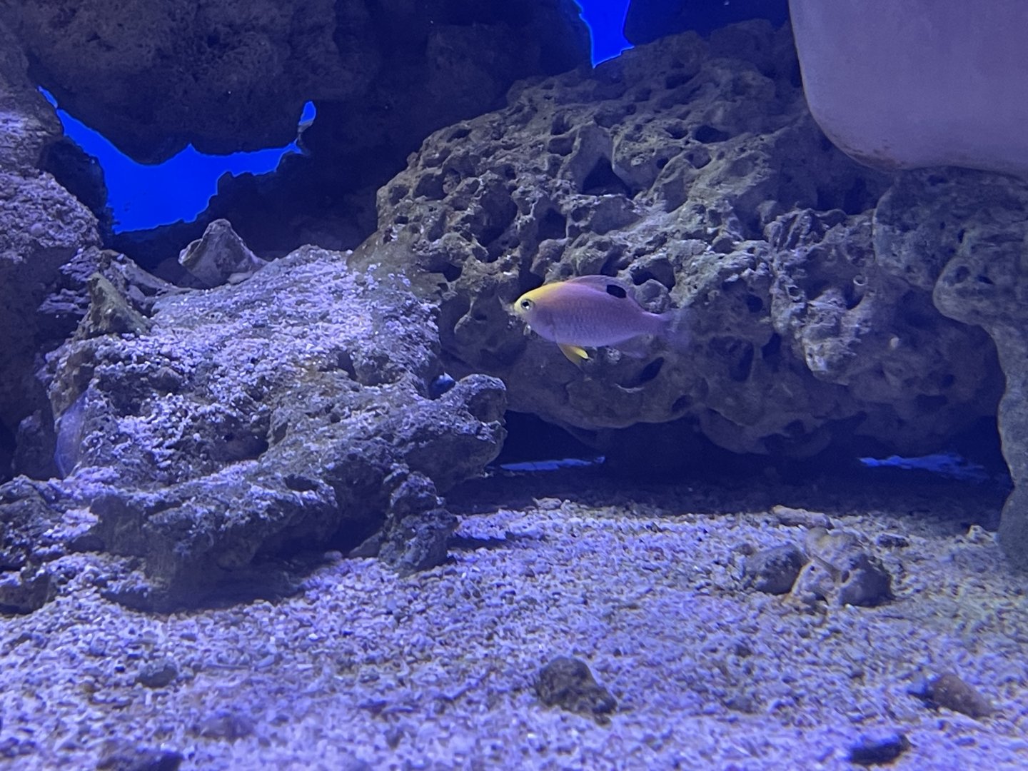 talbot’s damselfish (chrysiptera talboti)
