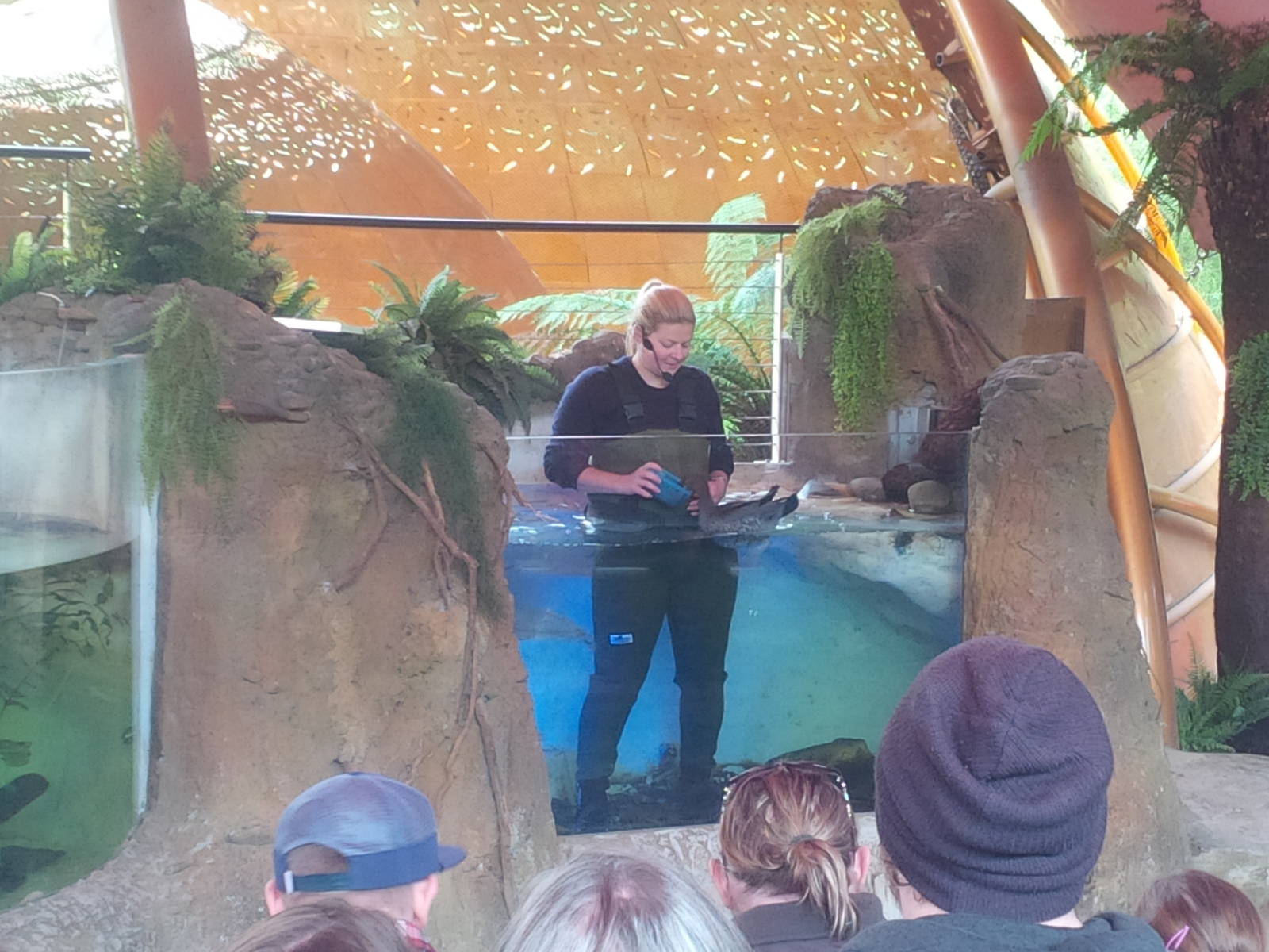 tales from Platypus Creek