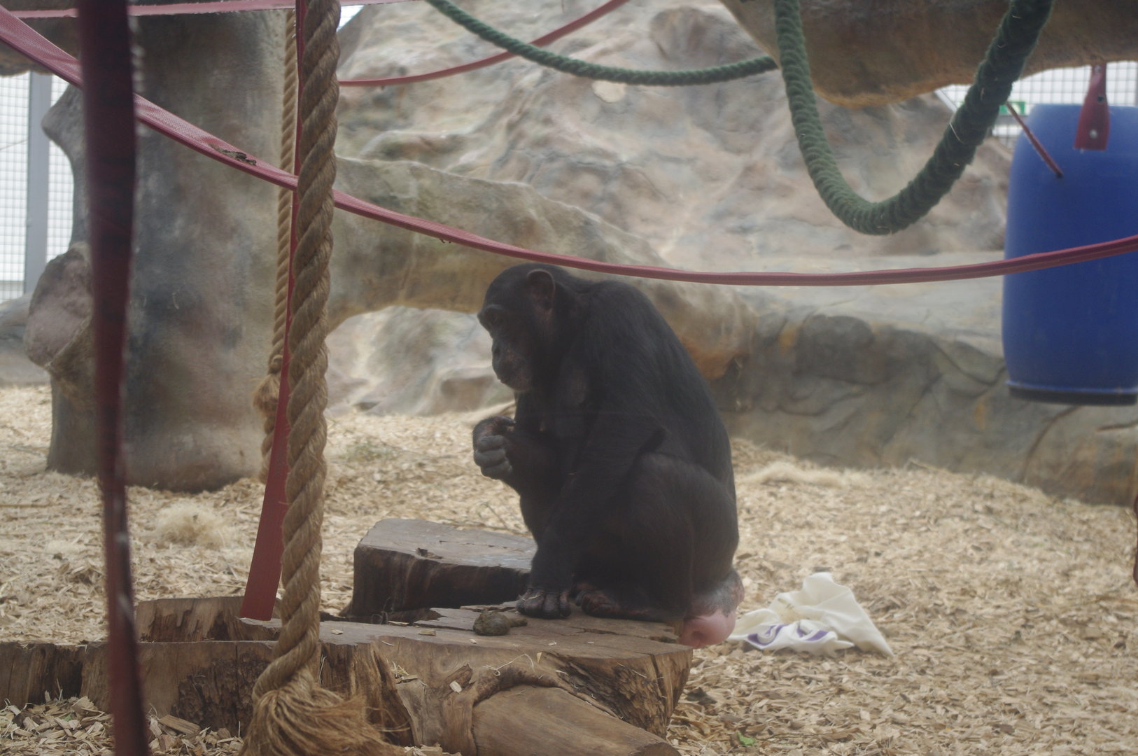 Talia- Chimpanzee- 2/6/2023